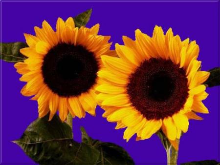 j'adore les fleurs